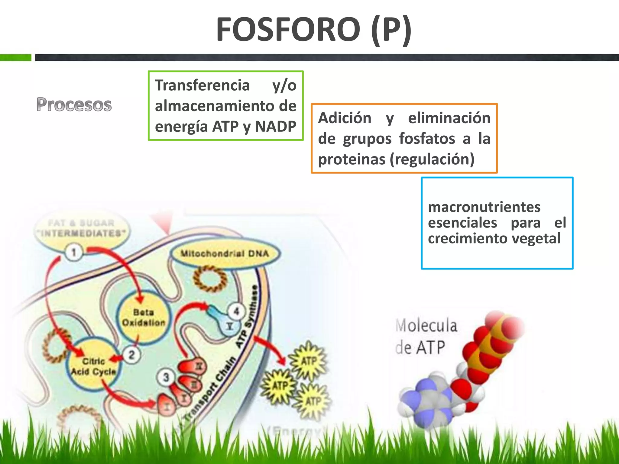 Ciclo del fósforo | PPTX