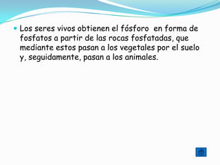  Los seres vivos obtienen el fósforo en forma de
 fosfatos a partir de las rocas fosfatadas, que
 mediante estos pasan a los vegetales por el suelo
 y, seguidamente, pasan a los animales.
 