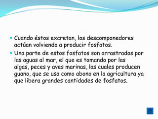  Cuando éstos excretan, los descomponedores
  actúan volviendo a producir fosfatos.
 Una parte de estos fosfatos son arrastrados por
  las aguas al mar, el que es tomando por las
  algas, peces y aves marinas, las cuales producen
  guano, que se usa como abono en la agricultura ya
  que libera grandes cantidades de fosfatos.
 