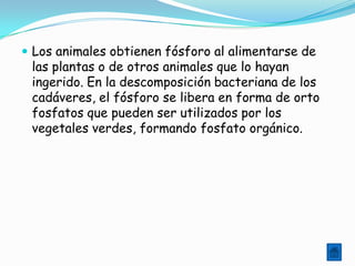  Los animales obtienen fósforo al alimentarse de
 las plantas o de otros animales que lo hayan
 ingerido. En la descomposición bacteriana de los
 cadáveres, el fósforo se libera en forma de orto
 fosfatos que pueden ser utilizados por los
 vegetales verdes, formando fosfato orgánico.
 
