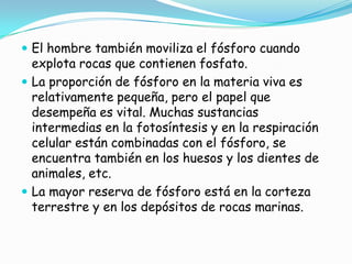  El hombre también moviliza el fósforo cuando
  explota rocas que contienen fosfato.
 La proporción de fósforo en la materia viva es
  relativamente pequeña, pero el papel que
  desempeña es vital. Muchas sustancias
  intermedias en la fotosíntesis y en la respiración
  celular están combinadas con el fósforo, se
  encuentra también en los huesos y los dientes de
  animales, etc.
 La mayor reserva de fósforo está en la corteza
  terrestre y en los depósitos de rocas marinas.
 