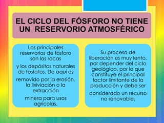 EL CICLO DEL FÓSFORO NO TIENE
UN RESERVORIO ATMOSFÉRICO
Los principales
reservorios de fósforo
son las rocas
y los depósitos naturales
de fosfatos. De aquí es
removido por la erosión,
la lixiviación o la
extracción
minera para usos
agrícolas.
Su proceso de
liberación es muy lento,
por depender del ciclo
geológico, por lo que
constituye el principal
factor limitante de la
producción y debe ser
considerado un recurso
no renovable.
 