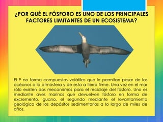 El P no forma compuestos volátiles que le permitan pasar de los
océanos a la atmósfera y de esta a tierra firme. Una vez en el mar
sólo existen dos mecanismos para el reciclaje del fósforo. Uno es
mediante aves marinas que devuelven fósforo en forma de
excremento, guano, el segundo mediante el levantamiento
geológico de los depósitos sedimentarios a lo largo de miles de
años.
¿POR QUÉ EL FÓSFORO ES UNO DE LOS PRINCIPALES
FACTORES LIMITANTES DE UN ECOSISTEMA?
 