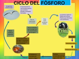 Las gaviotas
comen el pez.
CICLO DEL FÓSFORO
El excremento de
aves produce guano,
que contiene
grandes cantidades
de fosfato.
Redes
tróficas
marinas
El fosfato es
tomado por
peces y algas.
Fosfato
arrastrado por las
aguas del mar
Producción de fosfato
Descomponedores
Excreción.
Las plantas captan el
fósforo de la tierra.
Plantas que alimentan
a los herbívoros.
Descomponedores
de algas y esqueletos
de peces, producen
rocas fosfatadas
Rocas fosfatadas
que emergen por
los movimientos
de las aguas.
Estas
rocas
producen
fosfato.
Que es
depositado
en la tierra
 
