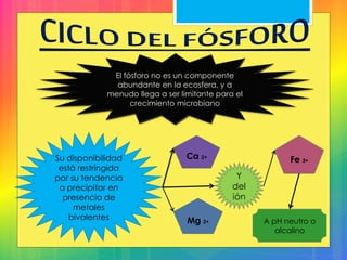El fósforo no es un componente
abundante en la ecosfera, y a
menudo llega a ser limitante para el
crecimiento microbiano
Su disponibilidad
está restringida
por su tendencia
a precipitar en
presencia de
metales
bivalentes
Ca 2+
Mg 2+
Fe 3+
Y
del
ión
A pH neutro o
alcalino
 