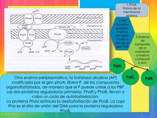 Otra enzima periplasmática, la fosfatasa alcalina (AP)
codificada por el gen phoA, libera P, de los compuestos
organofosfatados, de manera que el P puede unirse a los PBP.
Las dos proteínas reguladoras primarias, PhoR y PhoB, llevan a
cabo un ciclo de autofosforilación.
La proteína PhoU estimula la desfosforilación de PhoB. La caja
Pho es el sitio de unión del DNA para la proteína reguladora
PhoB.
1.PhoE
Porina de la
membrana
externa
2.PBP
Proteína
periplas-
mática
de unión
codifica
da por el
gen PstS
3.Sistema
de
transporte
de la
membran
a interna
compuest
a por:
PstA
PstBPstC
 
