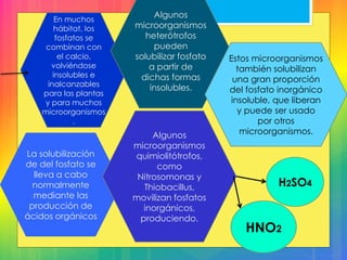 En muchos
hábitat, los
fosfatos se
combinan con
el calcio,
volviéndose
insolubles e
inalcanzables
para las plantas
y para muchos
microorganismos
.
Algunos
microorganismos
heterótrofos
pueden
solubilizar fosfato
a partir de
dichas formas
insolubles.
Estos microorganismos
también solubilizan
una gran proporción
del fosfato inorgánico
insoluble, que liberan
y puede ser usado
por otros
microorganismos.
La solubilización
de del fosfato se
lleva a cabo
normalmente
mediante las
producción de
ácidos orgánicos
Algunos
microorganismos
quimiolitótrofos,
como
Nitrosomonas y
Thiobacillus,
movilizan fosfatos
inorgánicos,
produciendo.
H2SO4
HNO2
 