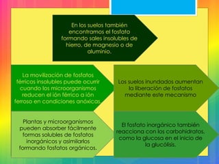 En los suelos también
encontramos el fosfato
formando sales insolubles de
hierro, de magnesio o de
aluminio.
La movilización de fosfatos
férricos insolubles puede ocurrir
cuando los microorganismos
reducen el ión férrico a ión
ferroso en condiciones anóxicas.
Los suelos inundados aumentan
la liberación de fosfatos
mediante este mecanismo
Plantas y microorganismos
pueden absorber fácilmente
formas solubles de fosfatos
inorgánicos y asimilarlos
formando fosfatos orgánicos.
El fosfato inorgánico también
reacciona con los carbohidratos,
como la glucosa en el inicio de
la glucólisis.
 