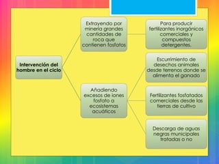 Intervención del
hombre en el ciclo
Extrayendo por
minería grandes
cantidades de
roca que
contienen fosfatos
Para producir
fertilizantes inorgánicos
comerciales y
compuestos
detergentes.
Añadiendo
excesos de iones
fosfato a
ecosistemas
acuáticos
Escurrimiento de
desechos animales
desde terrenos donde se
alimenta el ganado
Fertilizantes fosfatados
comerciales desde las
tierras de cultivo
Descarga de aguas
negras municipales
tratadas o no
 