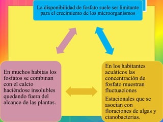 La disponibilidad de fosfato suele ser limitante
para el crecimiento de los microorganismos
En los habitantes
acuáticos las
concentración de
fosfato muestran
fluctuaciones
Estacionales que se
asocian con
floraciones de algas y
cianobacterias.
En muchos habitas los
fosfatos se combinan
con el calcio
haciéndose insolubles
quedando fuera del
alcance de las plantas.
 