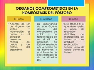 ORGANOS COMPROMETIDOS EN LA
HOMEÓSTASIS DEL FÓSFORO
El Hueso
•Además de ser
un órgano de
sostén y
locomoción, el
hueso es el
principal
reservorio
mineral de
calcio y de
fósforo del
organismo.
El Intestino
•La importancia
de este órgano
dentro del
metabolismo de
calcio y de
fósforo radica en
ser el sitio de
absorción de
fósforo mediado
por la acción de
las hormonas y
posiblemente de
otros metabolitos
de la vitamina
D3.
El Riñón
•Este órgano es el
que desempeña
el papel de
regulador
definitivo del
metabolismo del
fósforo ya que
produce
reabsorción
tubular tanto de
calcio como de
fósforo.
 