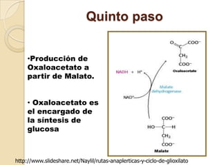 Quinto paso


     •Producción de
     Oxaloacetato a
     partir de Malato.


     • Oxaloacetato es
     el encargado de
     la síntesis de
     glucosa



http://www.slideshare.net/Naylil/rutas-anaplerticas-y-ciclo-de-glioxilato
 