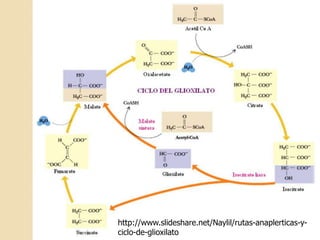 http://www.slideshare.net/Naylil/rutas-anaplerticas-y-
ciclo-de-glioxilato
 