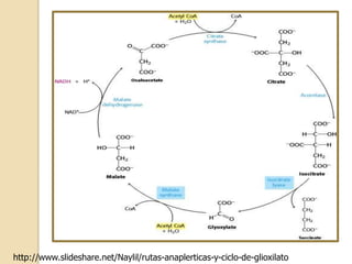 http://www.slideshare.net/Naylil/rutas-anaplerticas-y-ciclo-de-glioxilato
 