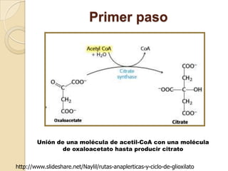 Primer paso




        Unión de una molécula de acetil-CoA con una molécula
                de oxaloacetato hasta producir citrato


http://www.slideshare.net/Naylil/rutas-anaplerticas-y-ciclo-de-glioxilato
 