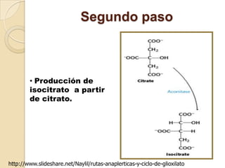 Segundo paso



        • Producción de
        isocitrato a partir
        de citrato.




http://www.slideshare.net/Naylil/rutas-anaplerticas-y-ciclo-de-glioxilato
 