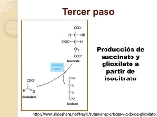 Tercer paso


                                      Producción de
                                       succinato y
                                       glioxilato a
                                         partir de
                                        isocitrato




http://www.slideshare.net/Naylil/rutas-anaplerticas-y-ciclo-de-glioxilato
 