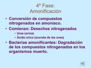 4º Fase: Amonificación Conversión de compuestos nitrogenados en amoniaco. Comienzo: Desechos nitrogenados Urea (orina) Ácido úrico (excreta de las aves) Bacterias amonificantes: Degradación de los compuestos nitrogenados en los organismos muerto.   
