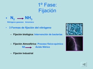 1º Fase: Fijación N 2   NH 3   Nitrógeno gaseoso  Amoniaco 3 Formas de fijación del nitrógeno Fijación biológica:  Intervención de bacterias Fijación Atmosférica : Proceso físico-químico N2  Ácido Nítrico Fijación Industrial 