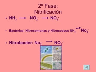 2º Fase: Nitrificación NH 3  NO 2 -   NO 3 - Bacterias: Nitrosomonas y Nitrococcus NH 3   No 2 - Nitrobacter: No 2 -   NO 3 - 