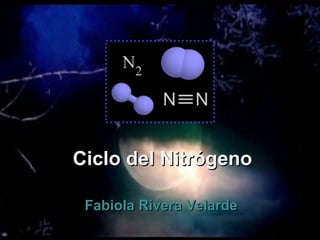 Ciclo del Nitrógeno Fabiola Rivera Velarde 