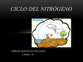 ADRIÁN GONZÁLEZ VELASCO
2 FIMA “A”
CICLO DEL NITRÓGENO
 