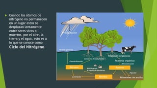    Cuando los átomos de
    nitrógeno no permanecen
    en un lugar estos se
    desplazan lentamente
    entre seres vivos o
    muertos, por el aire, la
    tierra y el agua, esto es a
    lo que se conoce como
    Ciclo del Nitrógeno.
 