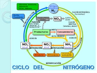 Ciclo del nitrógeno
Con todo y bacterias
 