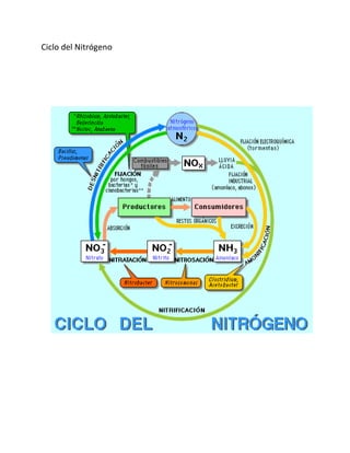 Ciclo del Nitrógeno
 