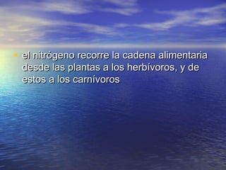 • el nitrógeno recorre la cadena alimentariael nitrógeno recorre la cadena alimentaria
desde las plantas a los herbívoros, y dedesde las plantas a los herbívoros, y de
estos a los carnívorosestos a los carnívoros
 