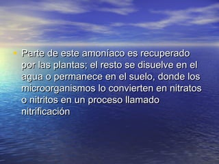 • Parte de este amoníaco es recuperadoParte de este amoníaco es recuperado
por las plantas; el resto se disuelve en elpor las plantas; el resto se disuelve en el
agua o permanece en el suelo, donde losagua o permanece en el suelo, donde los
microorganismos lo convierten en nitratosmicroorganismos lo convierten en nitratos
o nitritos en un proceso llamadoo nitritos en un proceso llamado
nitrificaciónnitrificación
 