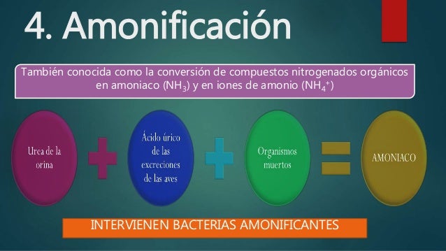 Ciclo del nitrógeno (1)