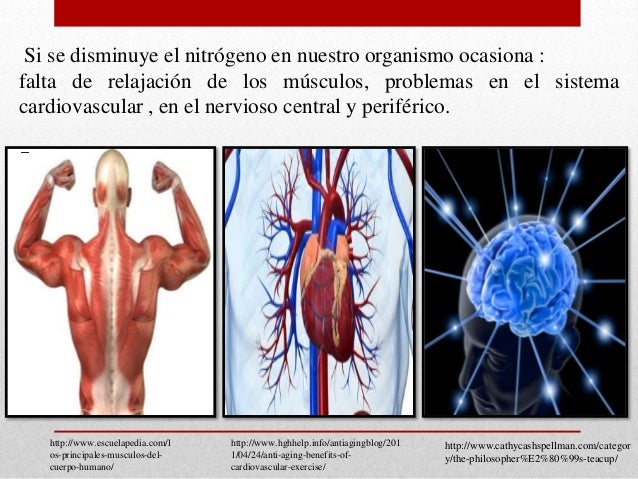 Ciclo del nitrógeno