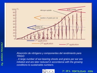 Absorción de nitrógeno y componentes del rendimiento para TRIGO . A large number of ear-bearing shoots and grains per ear are initiated and are later reduced in accordance with the growing conditions to sustainable numbers. 