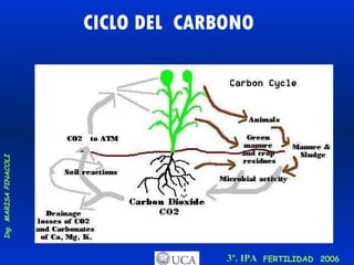 CICLO DEL  CARBONO 