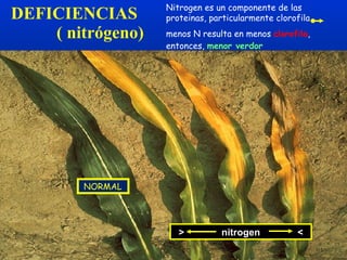 DEFICIENCIAS    ( nitrógeno) NORMAL Nitrogen es un componente de las proteinas, particularmente clorofila  menos N resulta en menos  clorofila , entonces,  menor verdor >  nitrogen  < 