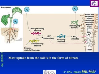 N-fixing bacteria Fig. 32.13 Most uptake from the soil is in the form of nitrate 