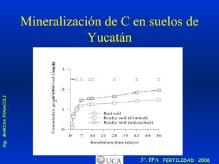 Mineralización de C en suelos de Yucatán 