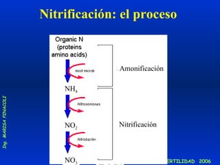 Nitrificación: el proceso NH 4 NO 2 NO 3 Amonificación Nitrificación 