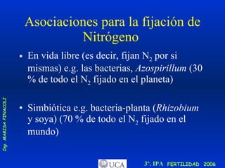 Asociaciones para la fijación de Nitrógeno  En vida libre (es decir, fijan N 2  por si mismas) e.g. las bacterias,  Azospirillum  (30 % de todo el N 2  fijado en el planeta)  Simbiótica e.g. bacteria-planta ( Rhizobium  y soya) (70 % de todo el N 2  fijado en el mundo) 