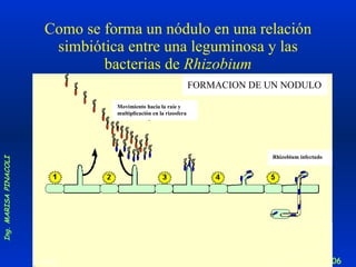 Como se forma un nódulo en una relación simbiótica entre una leguminosa y las bacterias de  Rhizobium texto 