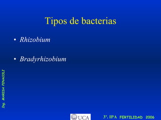 Tipos de bacterias Rhizobium Bradyrhizobium 
