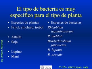 El tipo de bacteria es muy específico para el tipo de planta Especies de plantas Frijol, chícharo, trébol Alfalfa Soja Lupino Maní Especies de bacterias Rhizobium leguminosarum  R. meliloti  Bradyrhizobium japonicum  B. lupinus  B. arachis  