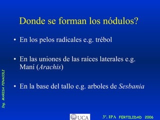 Donde se forman los nódulos?  En los pelos radicales e.g. trébol  En las uniones de las raíces laterales e.g. Maní ( Arachis )  En la base del tallo e.g. arboles de  Sesbania 