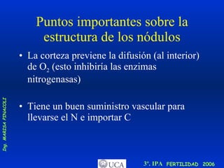 Puntos importantes sobre la estructura de los nódulos La corteza previene la difusión (al interior) de O 2  (esto inhibiría las enzimas nitrogenasas) Tiene un buen suministro vascular para llevarse el N e importar C 