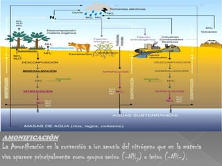 Fijación biológica de nitrógeno. Es un fenómeno fundamental que depende de la habilidad metabólica de unos pocos organismos, llamados diazotrofos en relación a esta habilidad, para tomar N2 y reducirlo a nitrógeno orgánico.2. La toma del Nitrógeno NH4+             N Orgánico El amonio producido por el nitrógeno que fija la bacteria es usualmente incorporado rápidamente en la proteína y otros compuestos de nitrógeno orgánico3. La Mineralización del NitrógenEl N Orgánico    NH4+Después de que el nitrógeno se incorpora en la materia orgánica, frecuentemente se vuelve a convertir en nitrógeno inorgánico a través de un proceso llamado mineralización del nitrógeno, también conocido como desintegración. 