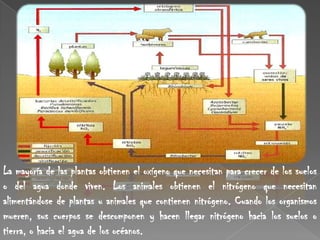 La mayoría de las plantas obtienen el oxígeno que necesitan para crecer de los suelos o del agua donde viven. Los animales obtienen el nitrógeno que necesitan alimentándose de plantas u animales que contienen nitrógeno. Cuando los organismos mueren, sus cuerpos se descomponen y hacen llegar nitrógeno hacia los suelos o tierra, o hacia el agua de los océanos. 