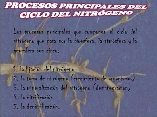 la fijación biótica, por bacterias, unas que viven libres y otras    que lo hacen en simbiosis con plantas, sobre todo leguminosas. 