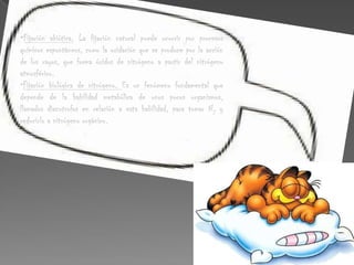 1.   FIJACIÓN Y ASIMILACIÓN DE NITRÓGENO La fijación del nitrógeno es un proceso en el cual el N2 se convierte en amonio. Éste es esencial porque es la única manera en la que los organismos puede obtener nitrógeno directamente de la atmósfera; Algunas bacterias por ejemplo las del género Rhizobiumson los únicos organismos que fijan el nitrógeno a través de procesos metabólicos. Esta simbiosis ocurre de manera bien conocida, en la familia de las legumbres, En ambientes acuáticos, las algas azules verdosas es una importante fijadora de nitrógeno libre sin límites; En el curso del último siglo, los humanos se han convertido en fuentes fijas de nitrógeno, tan importantes como todas las fuentes naturales de nitrógeno combinadas: quemando combustible de fósiles, usando fertilizantes nitrogenados sintéticos y cultivando legumbres que fijan nitrógeno