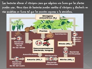 Las bacterias alteran el nitrógeno para que adquiera una forma que las plantas pueden usar. Otros tipos de bacterias pueden cambiar al nitrógeno y disolverlo en vías acuáticas en forma tal que les permite regresar a la atmósfera. 